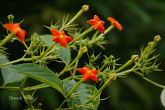 Mussaenda glabrata